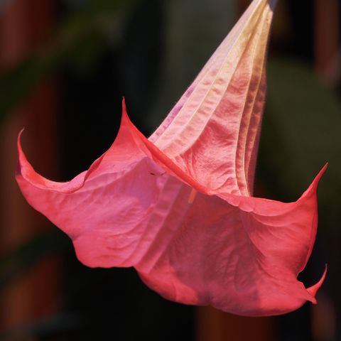 File:480px-A blast of the trumpet-4124.jpg