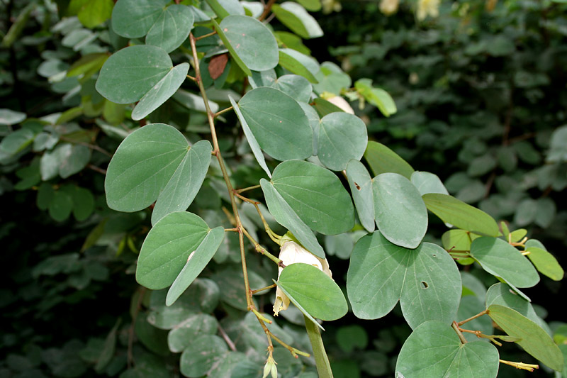 File:Bauhinia tomentosa (Camel foot tree) in Hyderabad, AP W IMG 9477.jpg