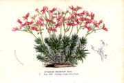 File:180px-13872.Stylidiaceae - Stylidium bulbiferum.jpg