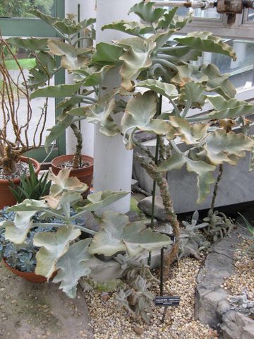 File:360px-IMG 1254 bbg09.jpg