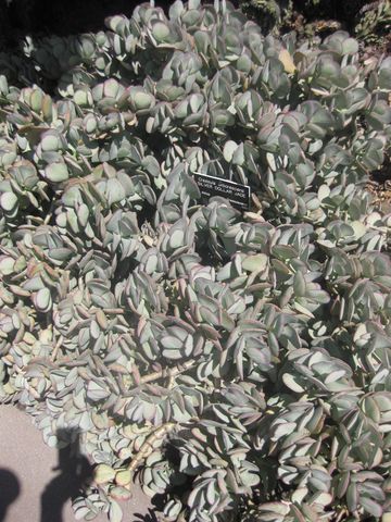 File:360px-IMG 2293 hunt0903.jpg