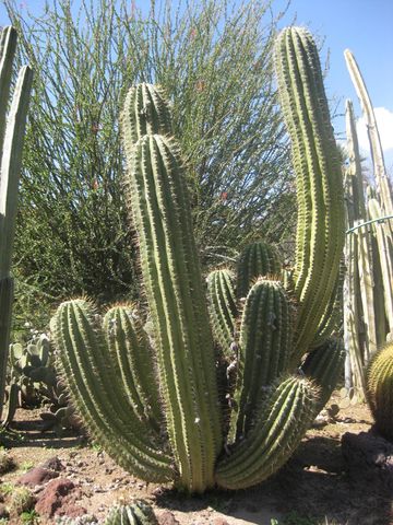 File:360px-IMG 2481 hunt0903.jpg