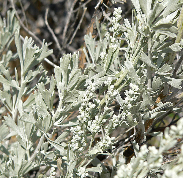 File:616px-Artemisia tridentata 2.jpg