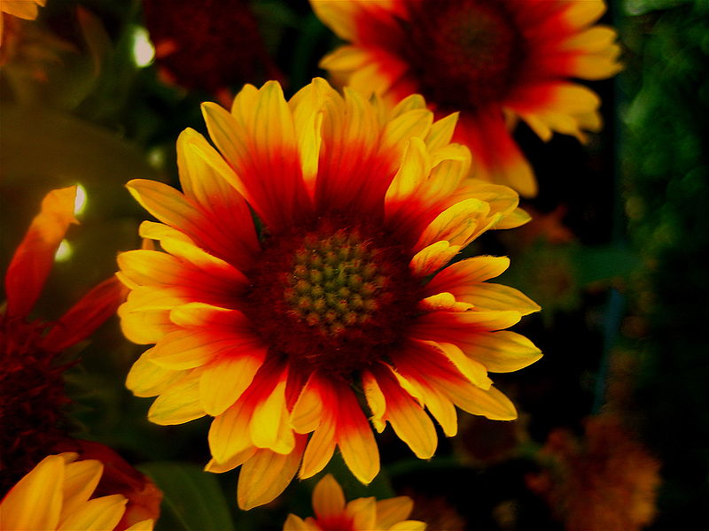 File:800px-Gaillardia aristata (blanketflower or firewheel) - 2.jpg