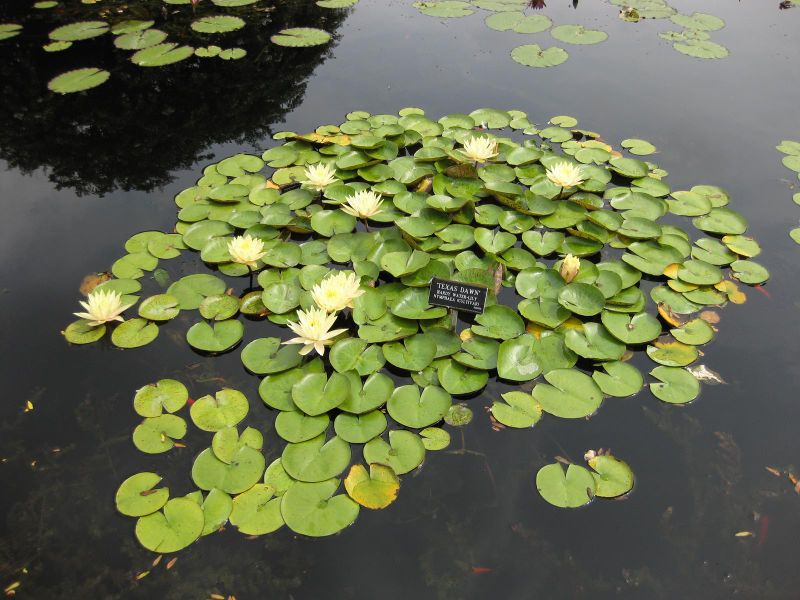 File:800px-IMG 0871 bbg09.jpg