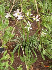 File:180px-IMG 7057 hunt09jun.jpg