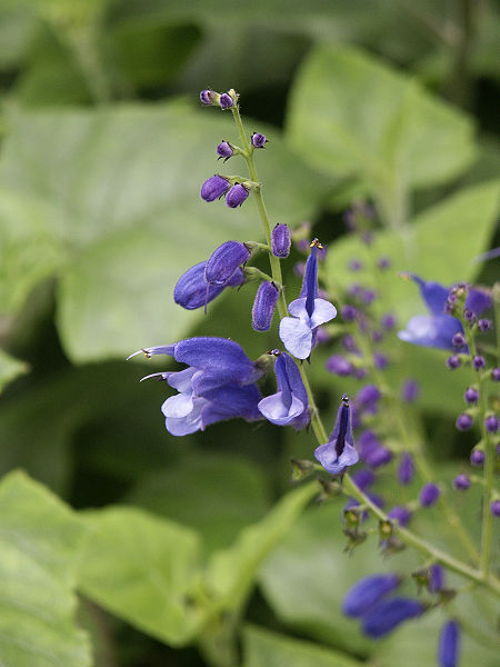 File:450px-Salvia cacaliaefolia (Scott Zona) 001.jpg
