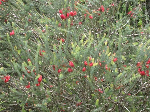 File:640px-IMG 4561 hunt0904.jpg