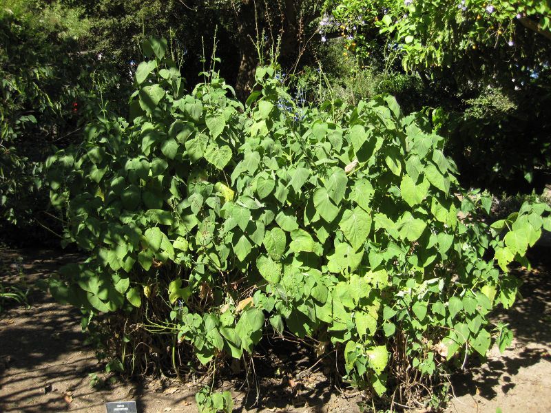 File:800px-IMG 1961 hunt09oct.jpg