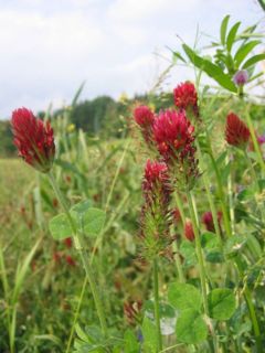 File:240px-Trifolium incarnatum.jpg
