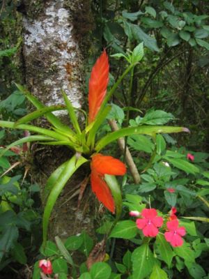 File:300px-DirkvdM red flat epiphyte.jpg