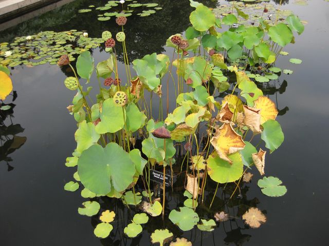 File:640px-IMG 0804 bbg09.jpg