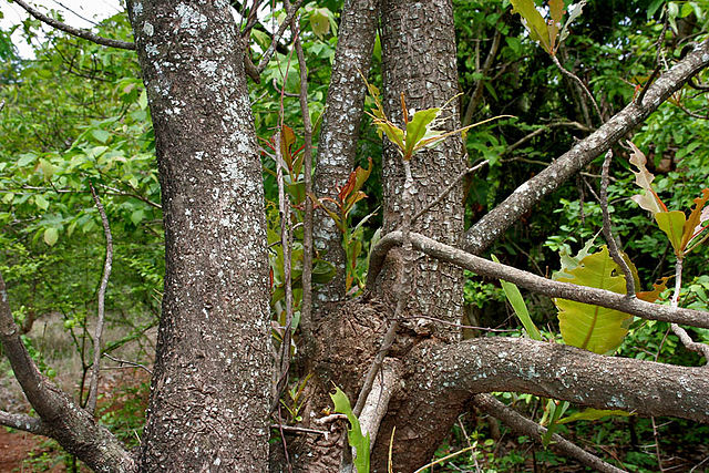 File:640px-Terminalia bellerica W IMG 9222.jpg