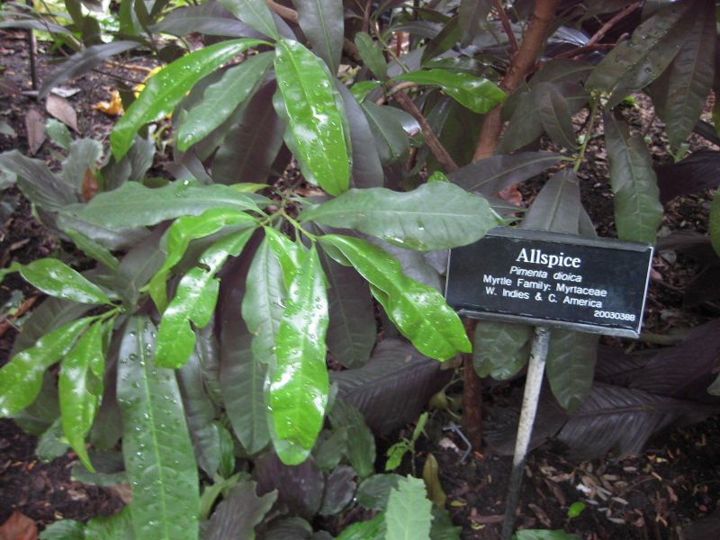 File:800px-IMG 1127 bbg09.jpg