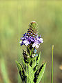 File:90px-Verbenastricta.jpg