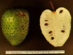 File:240px-Soursop fruit.jpg