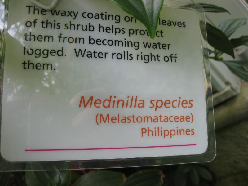 File:800px-IMG 7622 hunt09jun.jpg