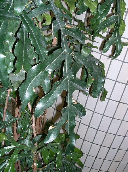 File:445px-Stenocarpus sinuatus2.jpg