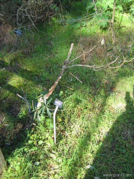 File:450px-Carpenteria californica-elizabeth-IMG 7893 sfbg0308.jpg