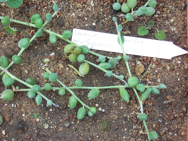 File:640px-Senecio rowleyanus CologneUni.jpg