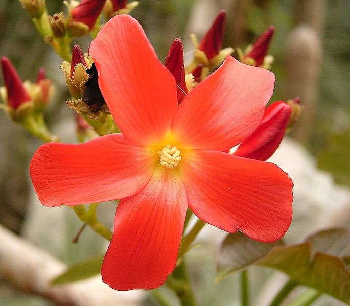 File:685px-J macrantha ies.jpg