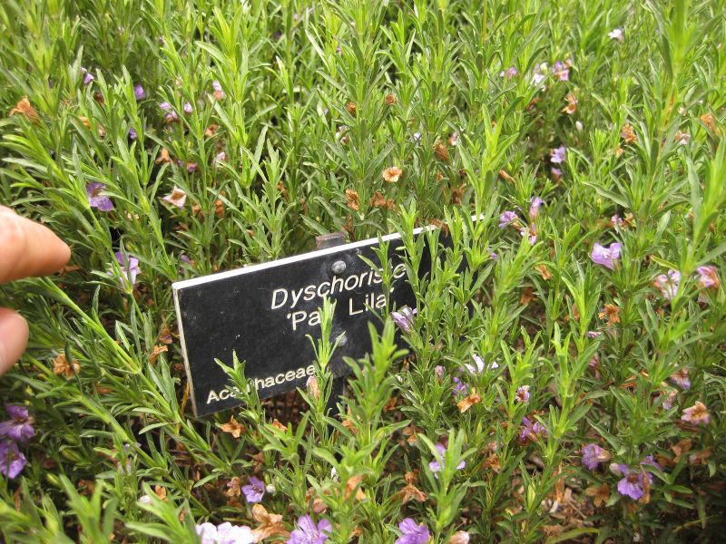 File:800px-IMG 7121 hunt09jun.jpg