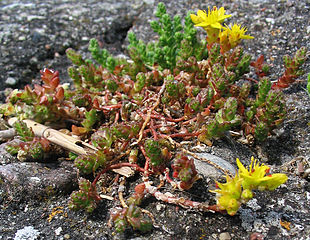 File:310px-Scharfer Mauerpfeffer Sedum acre 3.jpg