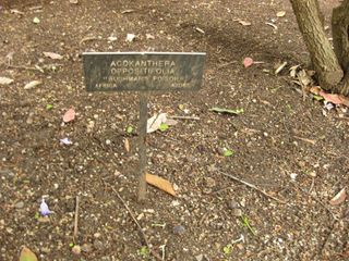 File:320px-IMG 7087 hunt09jun.jpg