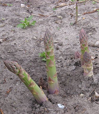 File:417px-Asperges Asparagus officinalis.jpg