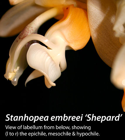 File:427px-Stanembreei lip-bk.jpg