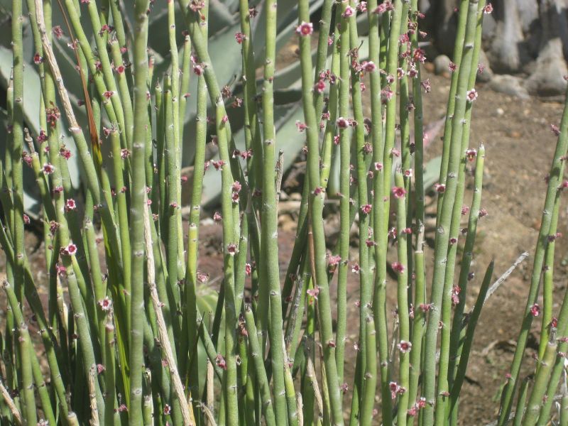 File:800px-IMG 2190 hunt0903.jpg