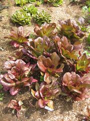 File:180px-IMG 5305 hunt0904.jpg