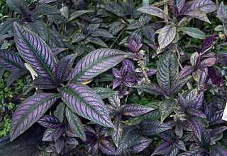 File:320px-Perilepta dyeriana 001.jpg