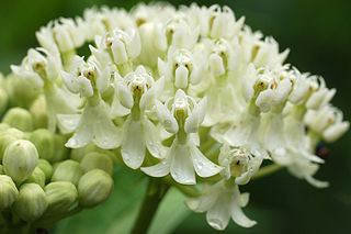 File:320px-Swamp Milkweed Asclepias incarnata 'Ice Ballet' Flowers.jpg