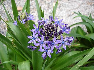 File:320px-Scilla peruviana2.jpg