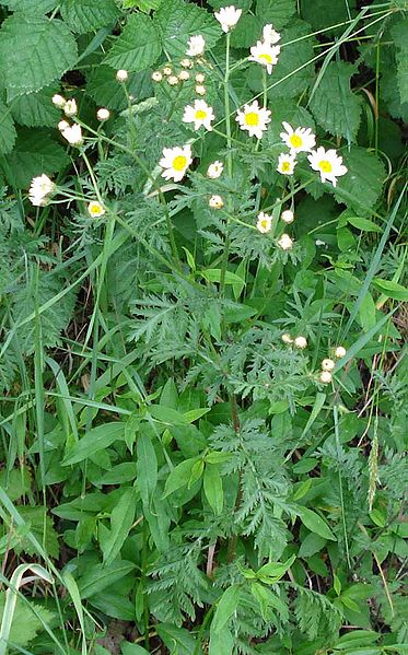 File:373px-Tanacetum corymbosum W.jpg