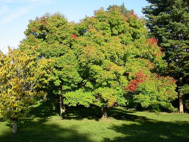 File:640px-Acer triflorum.jpg