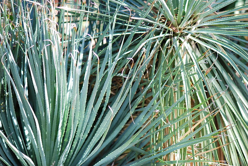 File:800px-Dasylirion acrotrichum 01 Pengo.jpg