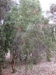 File:180px-IMG 4855 hunt0904.jpg