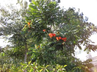 File:320px-IMG 2728 ucla09.jpg