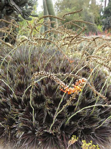 File:360px-IMG 7415 hunt09jun.jpg