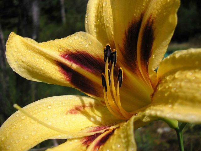 File:640px-Day lily after the rain-3337.jpg