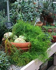 File:191px-Bowiea volubilis - Buffalo Botanical Gardens.jpg