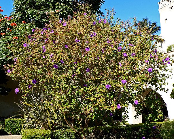 File:604px-Tibouchina urvilleana 3.jpg