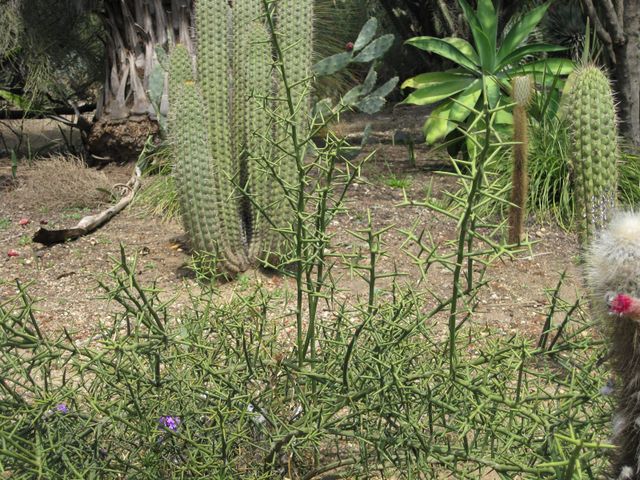 File:640px-IMG 4395 hunt0904.jpg