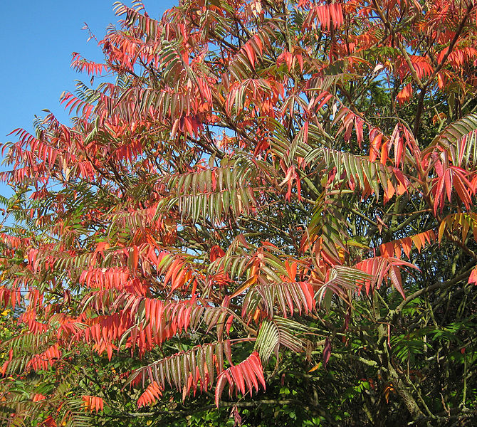 File:670px-Rhus hirta typhina Mortkaute 01.jpg