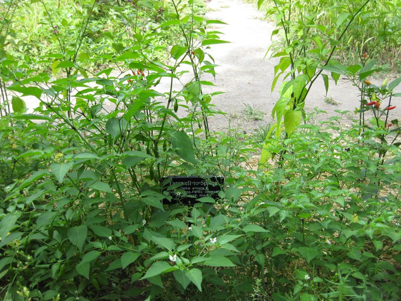 File:800px-IMG 0632 bbg09.jpg