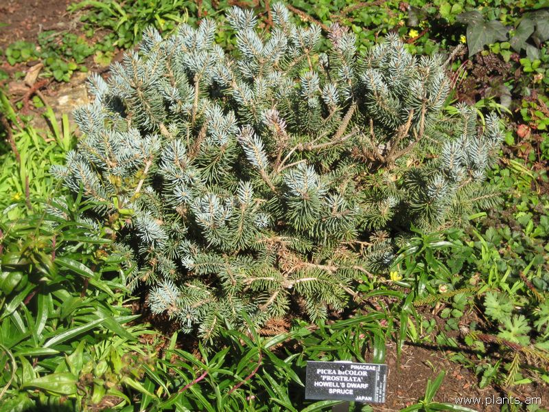 File:Picea bicolor-prostata-howell's dwarf spruce-IMG 7719 sfbg0308.jpg