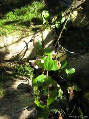 File:180px-Macleania coccoloboides-IMG 7807 sfbg0308.jpg