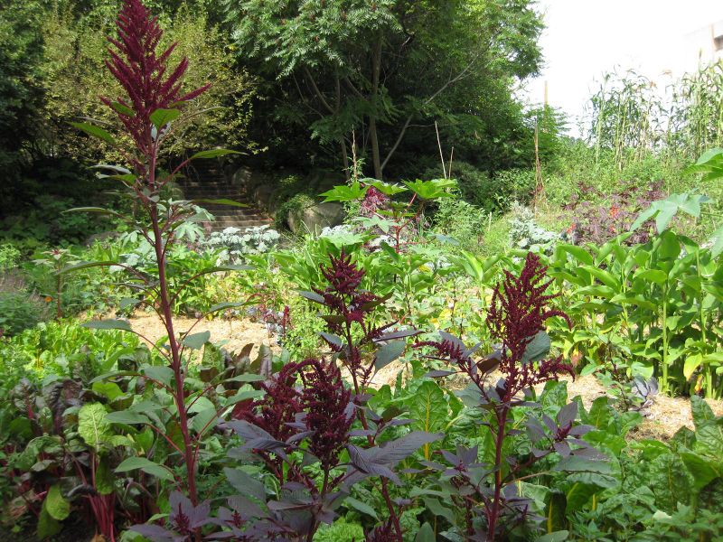 File:800px-IMG 0601 bbg09.jpg